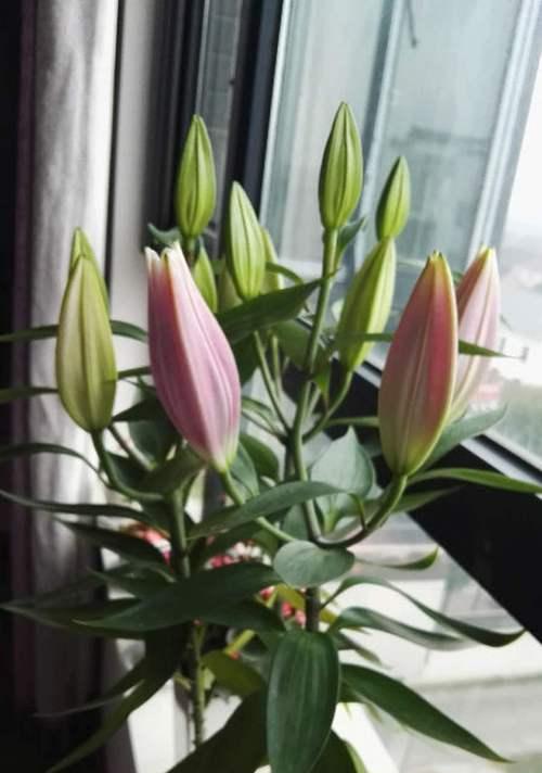 百合花期全面解析（春天的百合花期及其种植与养护）