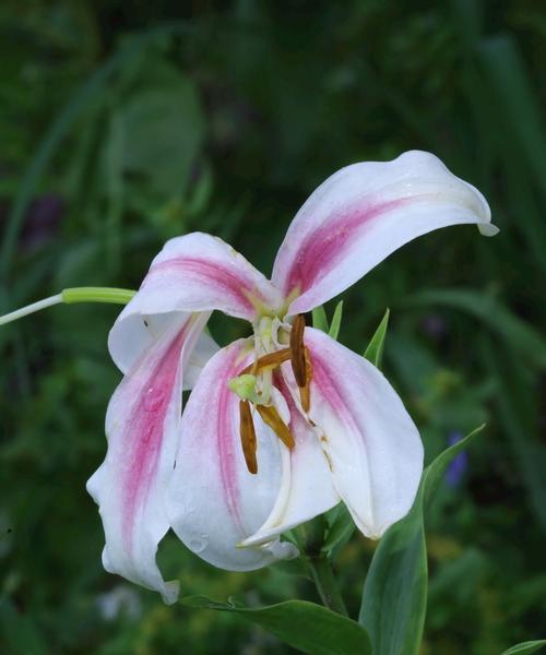 百合花期全面解析（春天的百合花期及其种植与养护）