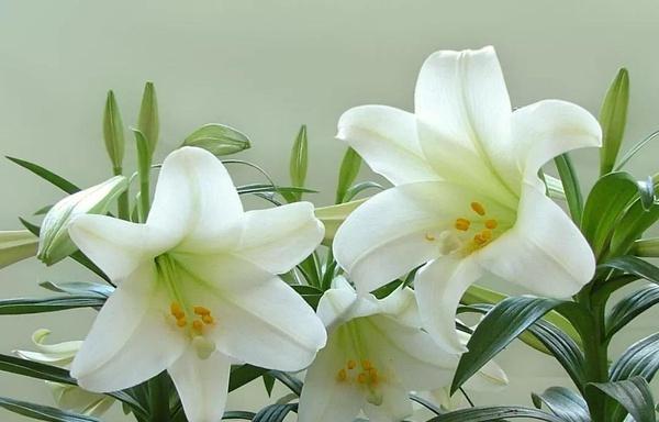 百合花的香气是什么味道（探秘百合花散发的香气成分及其功效）