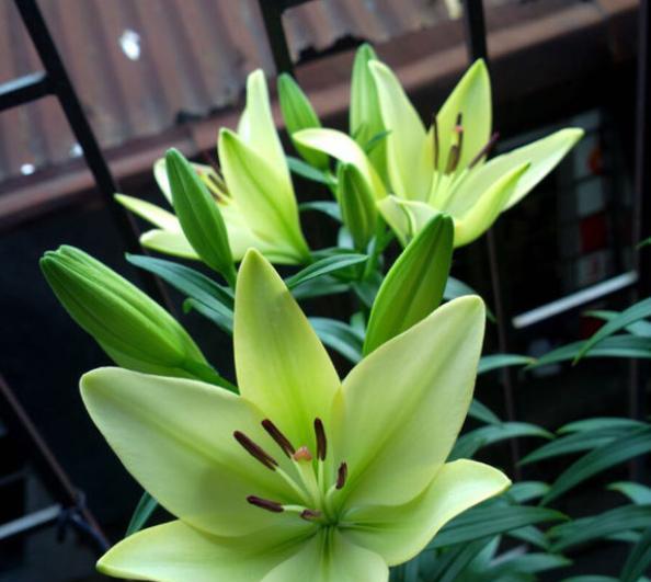 百合花秋天开花的奇迹（秋色中的百合之美）