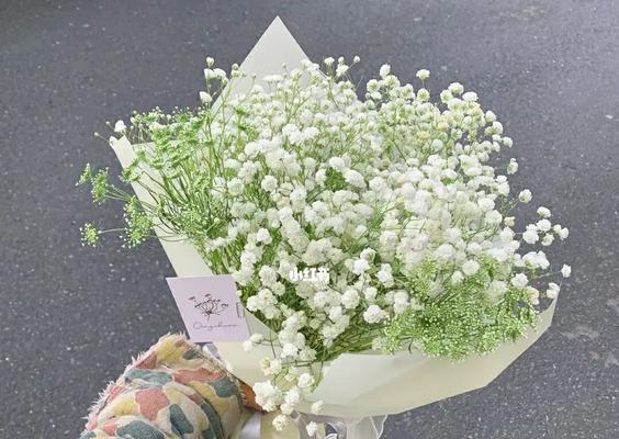 满天星花的象征意义及美丽传承（探索满天星花的神秘与魅力）
