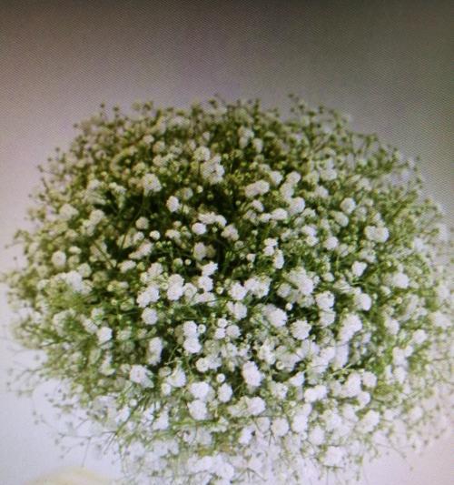 满天星花的象征意义及美丽传承（探索满天星花的神秘与魅力）