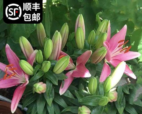 百合花秋天开花的奇迹（秋色中的百合之美）