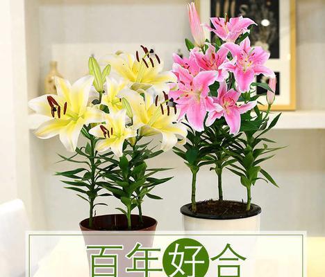 百合花快速开花的方法（科学养护）