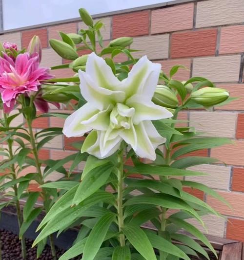 盛开的百合花（夏秋之交的迷人风景）