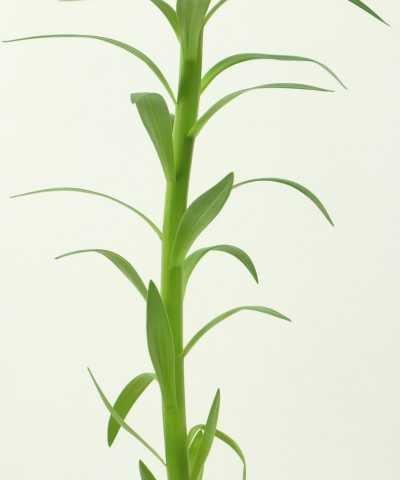 百合花的种植时间（何时播种最合适）