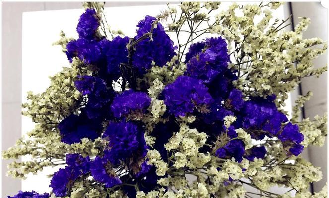 满天星勿忘我花语与美好祝福（花开花落间）