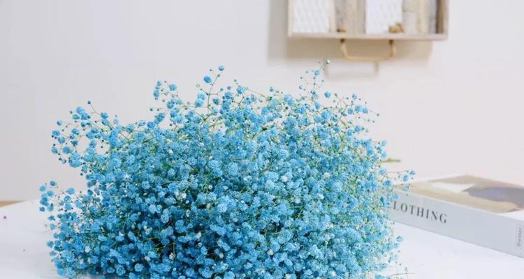 满天星勿忘我花语与美好祝福（花开花落间）