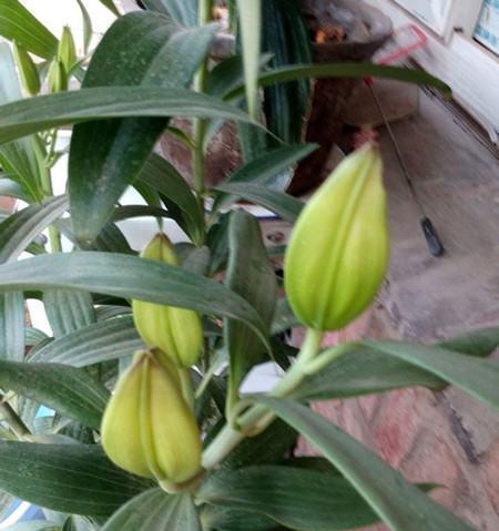 揭秘百合花开花时间，这些你应该知道（从生长环境到开花时间）