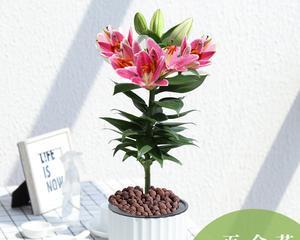 如何选择最佳种植时间——百合花的种植技巧（了解百合花的生长周期）