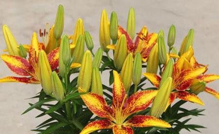 如何选择最佳种植时间——百合花的种植技巧（了解百合花的生长周期）