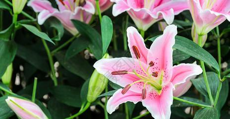 百合花色彩世界（探寻百合花丰富多彩的颜色）