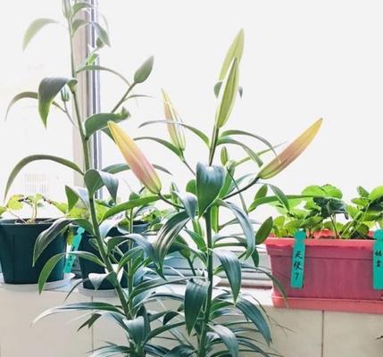 百合花的生长环境及适宜种植地点（探索百合花在自然界和人工种植中的生态习性与栽培技巧）