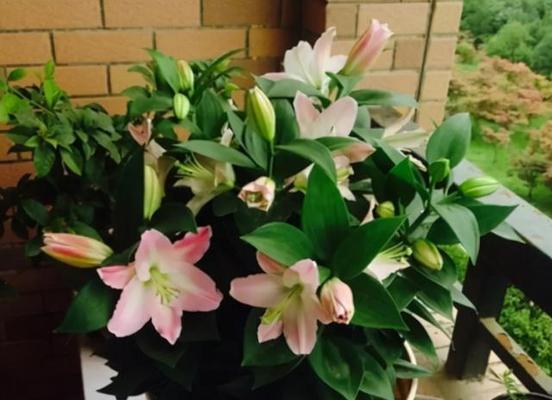 百合花的生长环境及适宜种植地点（探索百合花在自然界和人工种植中的生态习性与栽培技巧）