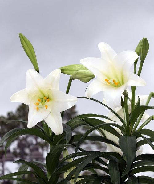 百合花的生长环境及适应地区（了解百合花的生态特性及栽培技巧）