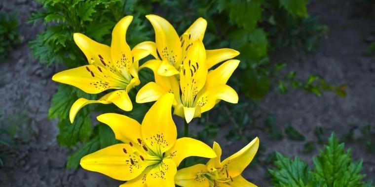 百合花的生长环境及适应地区（了解百合花的生态特性及栽培技巧）