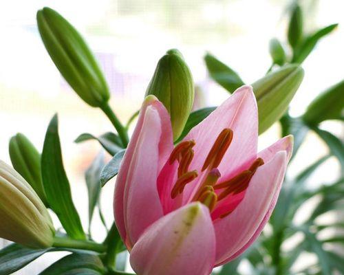 百合花的生长环境及适应地区（了解百合花的生态特性及栽培技巧）