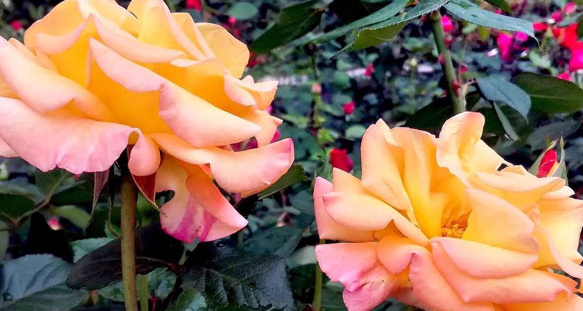 花开时，爱随馨香飘溢——探寻玫瑰和月季的花语（以花语为窗）