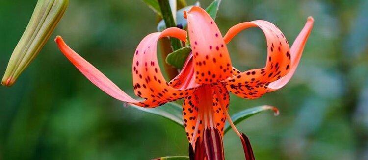 百合花（百合花的生物学特征与价值）