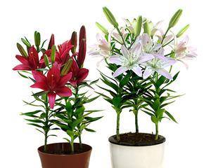 百合花（百合花的生物学特征与价值）