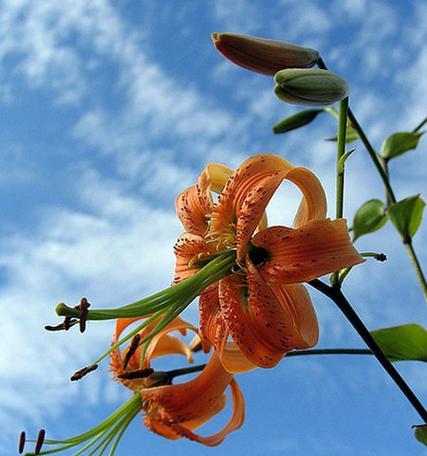 百合花为何是雌雄同株（探究百合花的性别特征与繁殖机制）