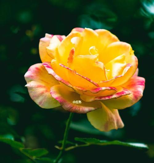 玫瑰花的品种与含义（了解玫瑰花品种）