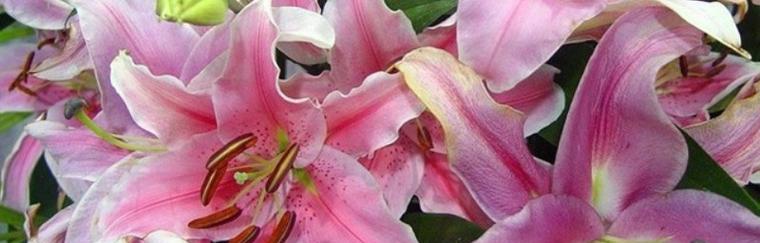 百合花是否为单性花（解读百合花的性别特征及繁殖方式）