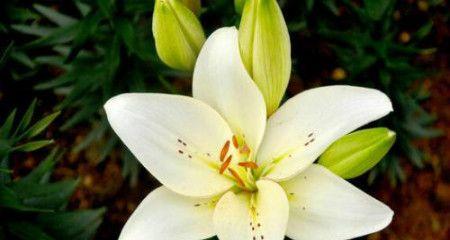 百合花的分类和特征（探讨百合花的花部构造及是否为完全花）