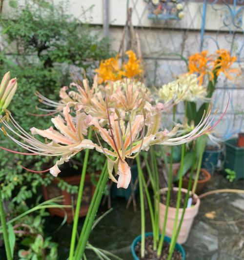 玫瑰石蒜（玫瑰石蒜花语的丰富内涵与神秘传说）
