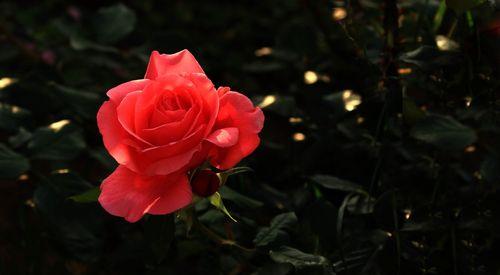 玫瑰花在西方文化中的象征意义（爱情）