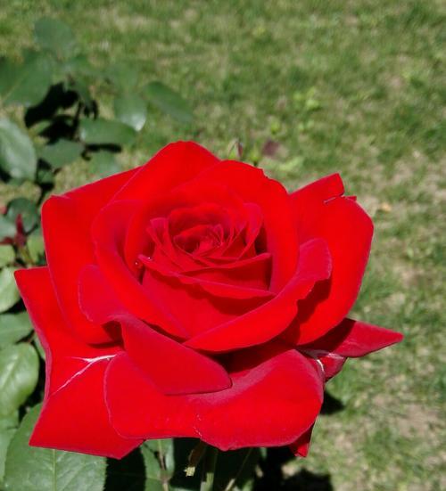 玫红月季花语之美（品味玫红月季花园中的情感世界）