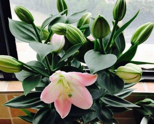 百合花的办公室价值（生态环保）