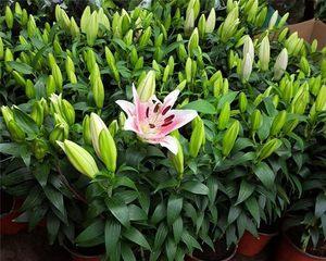 百合花的办公室价值（生态环保）