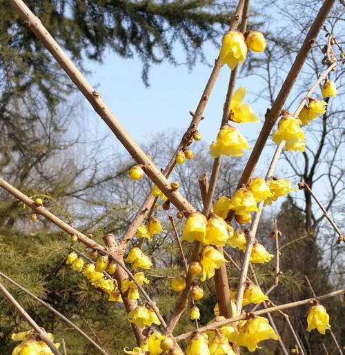 梅花之美（春寒中的盛世华章）