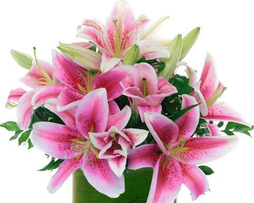 百合花四季不停歇（探秘百合花的开花规律）