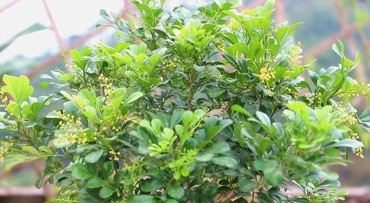 米兰花（花开如意）