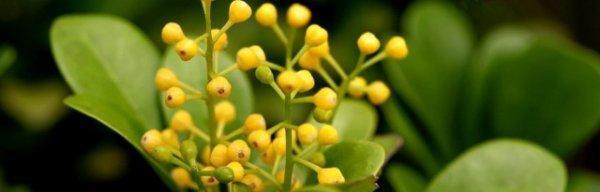 米兰花的花语（探索米兰花的独特花语和象征意义）