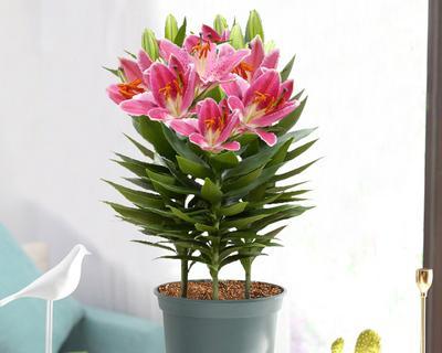 揭秘百合花与太阳的关系，你不可错过的小知识（揭秘百合花与太阳的关系）