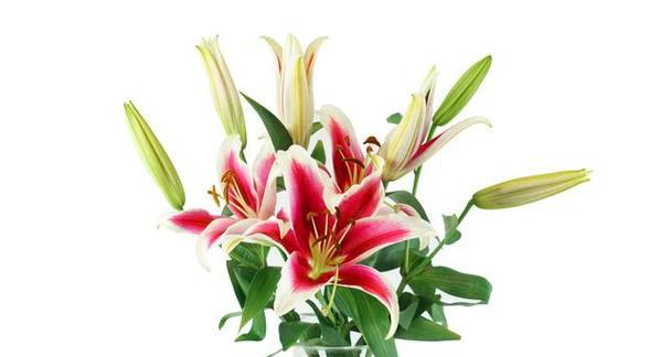 百合花（吸引力）