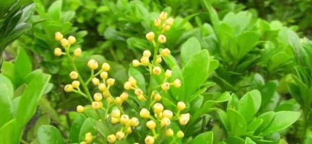 米兰花的象征意义及美丽之处（探寻米兰花的文化价值和心灵力量）