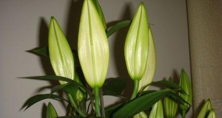 百合花（吸引力）