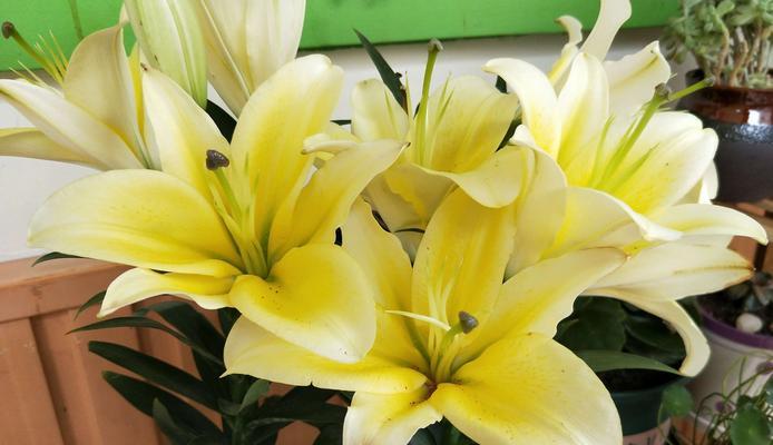 百合花（吸引力）