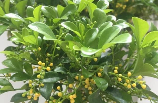 米兰花的象征意义及美丽之处（探寻米兰花的文化价值和心灵力量）