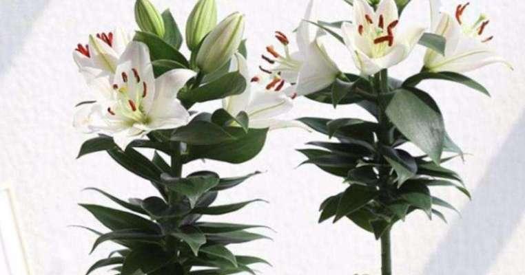 百合花喜旱还是喜水（探究百合花的生长环境与习性）