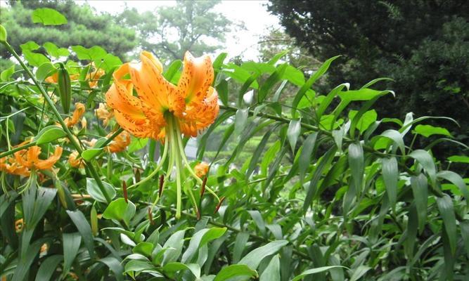 百合花喜旱还是喜水（探究百合花的生长环境与习性）