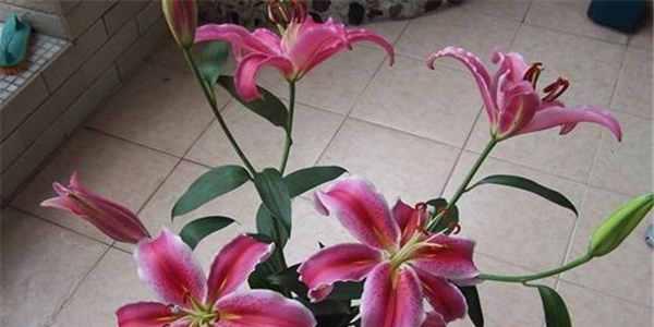 百合花喜水的特点与养护技巧（探秘百合花的生长环境和水分需求）