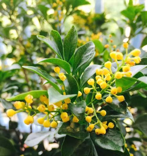 米兰花语揭示的情感真谛（探寻米兰花语的神秘力量与深刻意义）