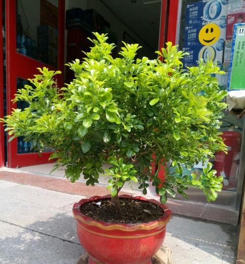 米兰花语（探索米兰花语的寓意与文化背景）