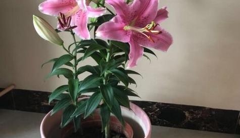百合花夏天可以种吗（百合花在夏季种植的注意事项）