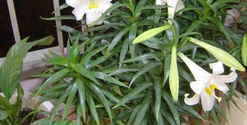 百合花谢后的养护方法（如何处理百合花谢后的枯萎和保养）